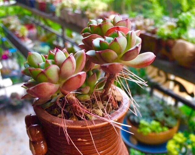 多肉长气根是福不是祸,手欠拔掉才不应该