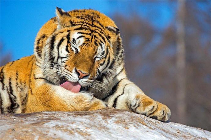 老虎VS棕熊的猛兽之争 网友的文言文点评亮