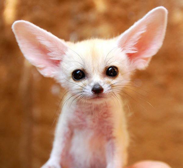 全球最小巧可爱的20种小动物, 女友说不少让她受不了!