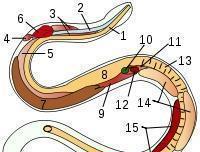 打蛇打七寸依据 七寸位置如何确定