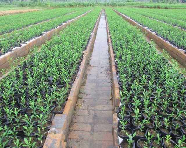 柑橘绿色种植方法,柑橘绿色容器育苗新技术!