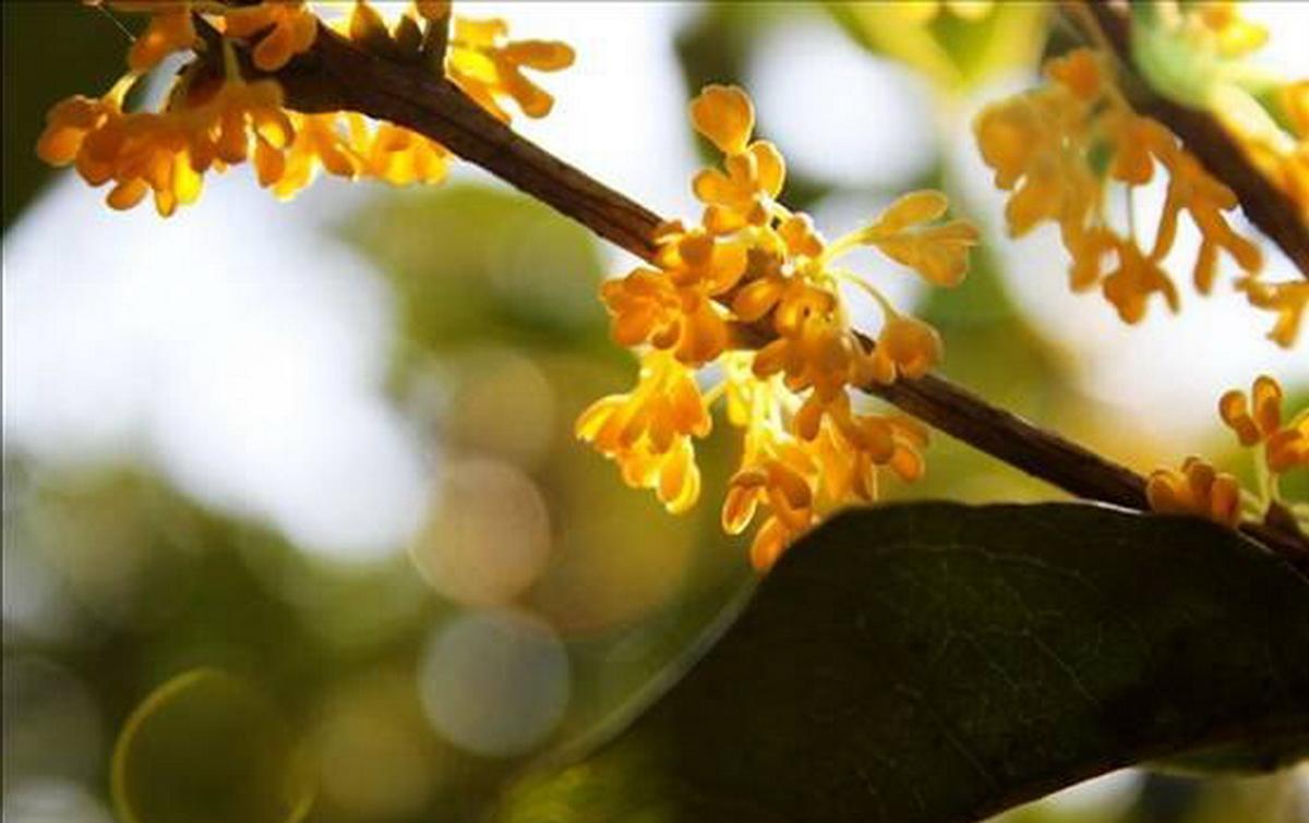 独家揭秘：咸宁桂花街怎么玩的才能体验到最地道的桂花文化与美食？