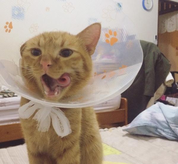 忧郁女孩与小橘猫,谢谢你给我活下去的力量!