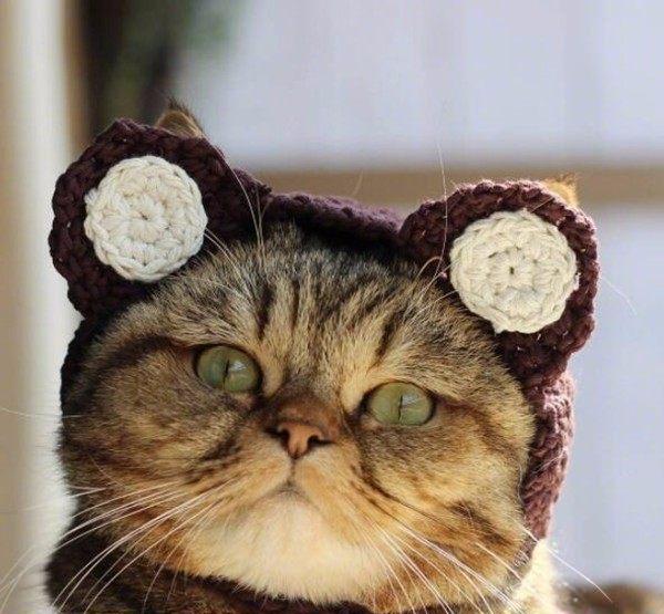 一只特别喜欢戴帽子的网红猫咪