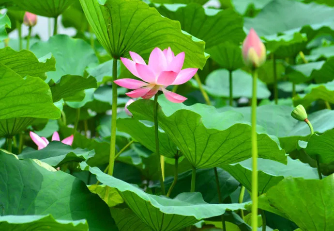 济南夏日旅行色彩指南出炉,你的夏天是什么颜