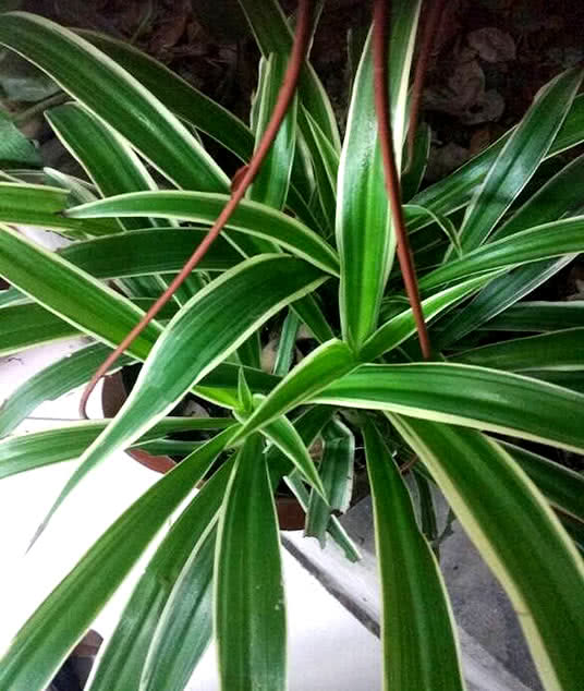 花盆里老长小黑飞?浇水时用它2滴兑水里,再也