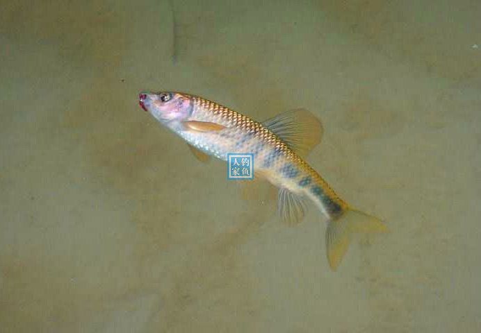 小溪入水口,探钓野生石斑鱼,500元一斤的名贵