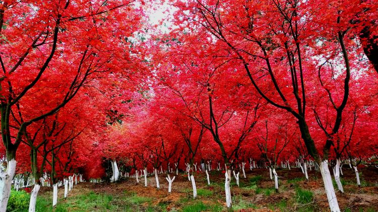 首届"枫叶"节在贵阳乌当枫叶谷浓情登场