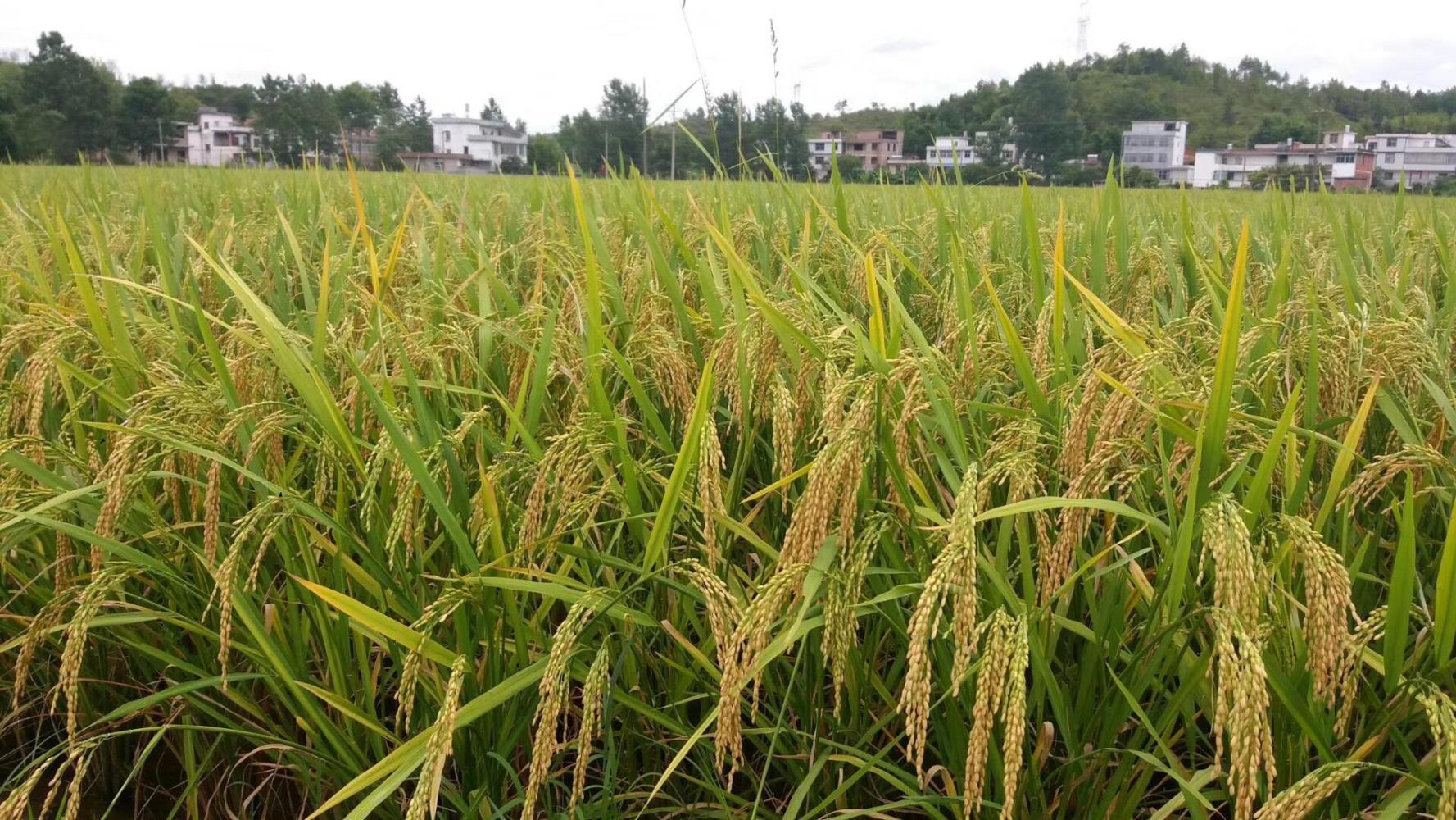 湖南湖北两个人口最多的县相比较,你认为哪个