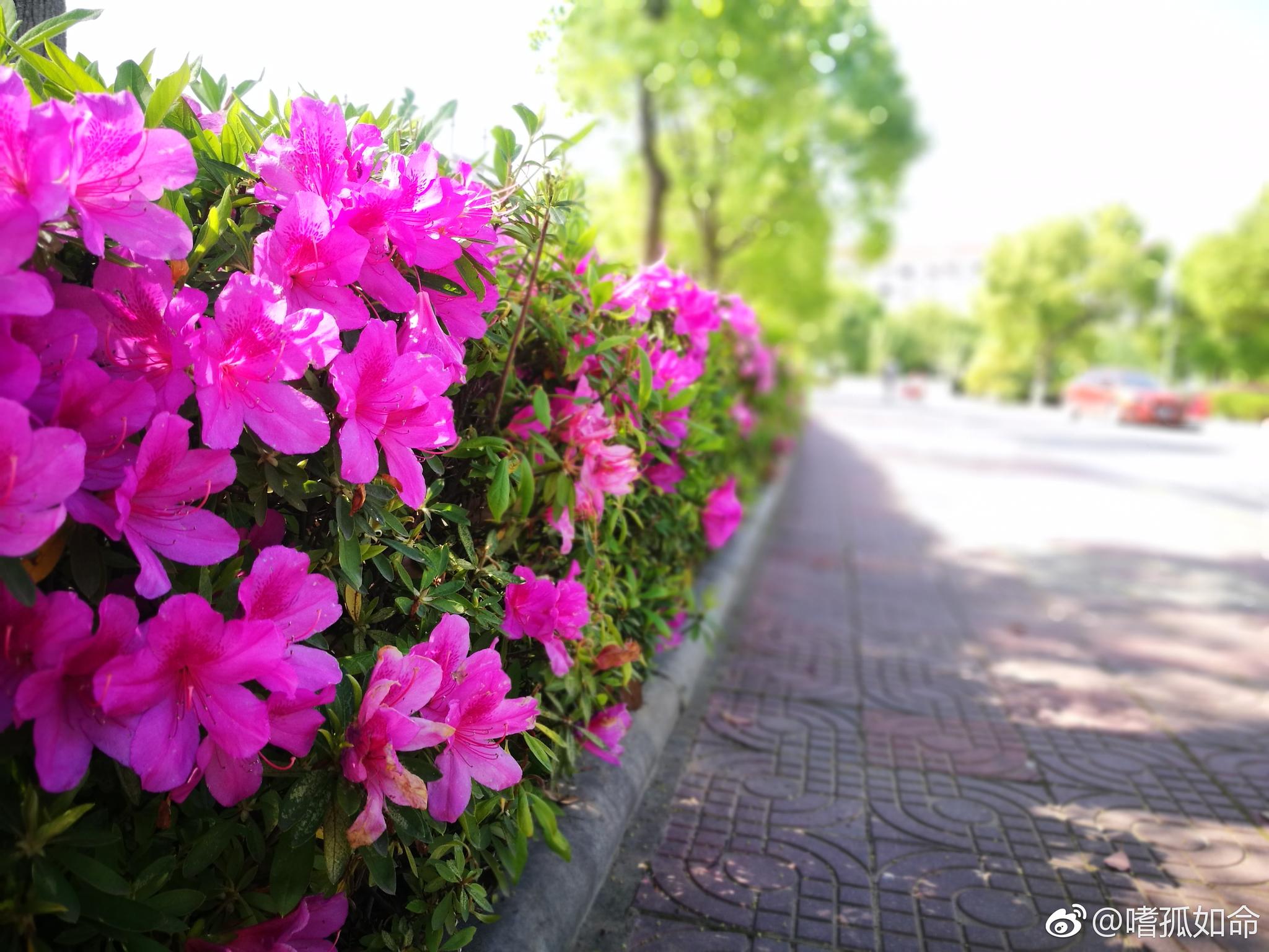 四月的校园里鲜花绽放,阳光明媚的日子里静静感受春天的气息