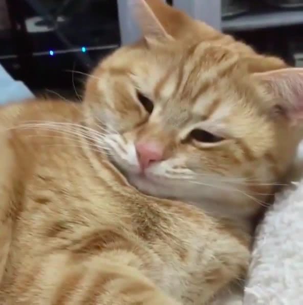 本想叫醒睡熟的猫咪,但它起来后的不屑表情让主人哭笑