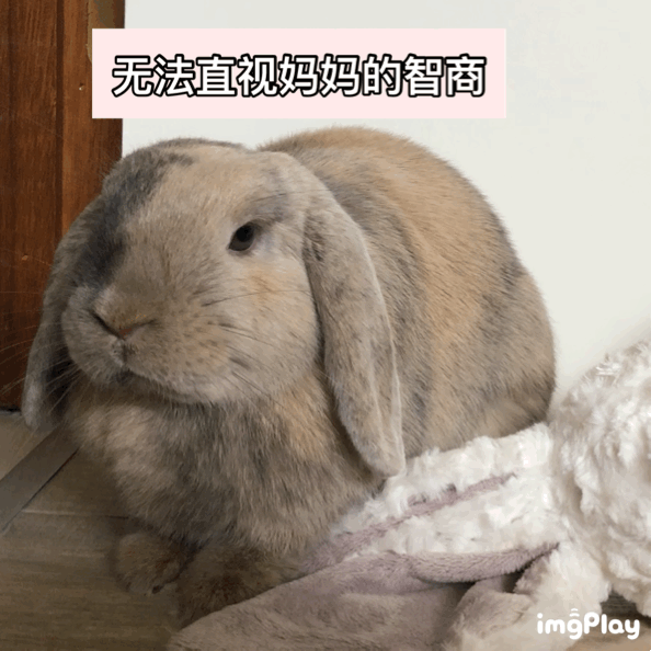 最近给小黑糯米团子买东西发现