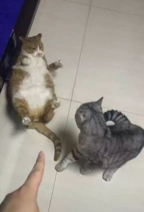 俩胖子打架主人边上看热闹,结果胖橘太丢脸了,竟被打的四脚朝天