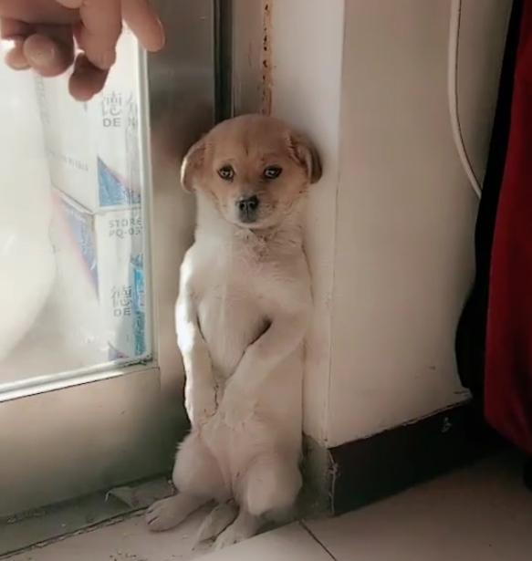 小土狗犯错被主人罚站,站在墙角瑟瑟发抖眼神亮了!