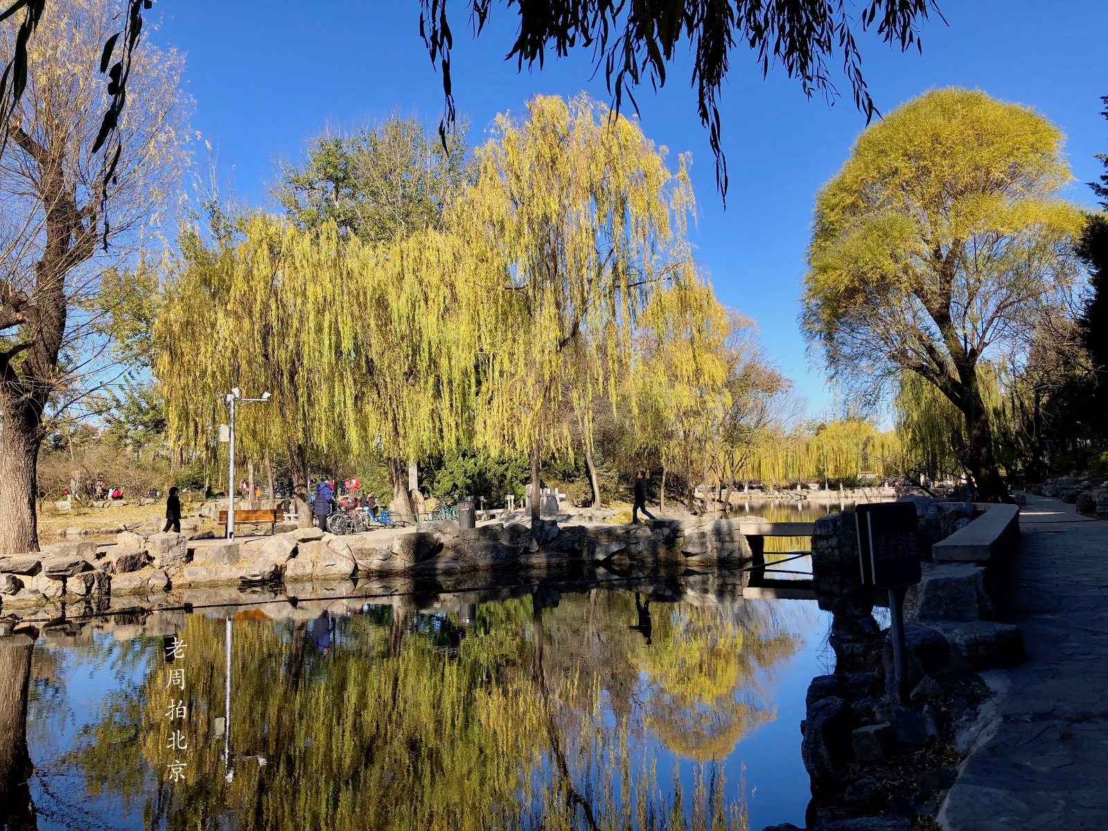 北京初冬景色:垂柳彩叶,碧水蓝天,清华大学池塘边