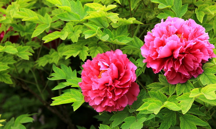 8月开始咸鱼翻身，好运来袭，喜事从天降，财运亨通的生肖