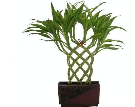 用阿司匹林养花竟然这么多好处,花友们赶紧学