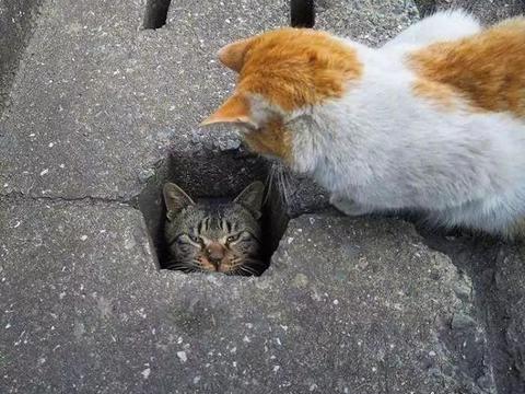 流浪猫钻地洞的时候,花样真的挺多的呀,喜欢这些可爱的猫咪吗?