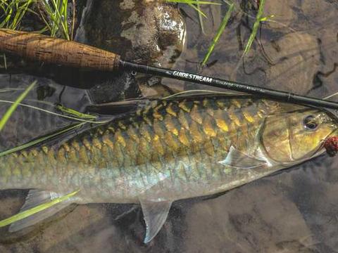 忘不了鱼图片 新浪网