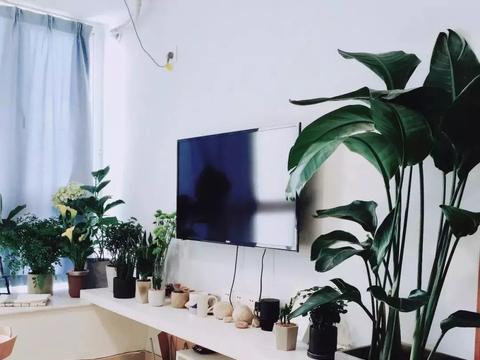 种上这些绿植,家里比现在好看100倍|凤梨|绿植|虎皮兰_新浪新闻