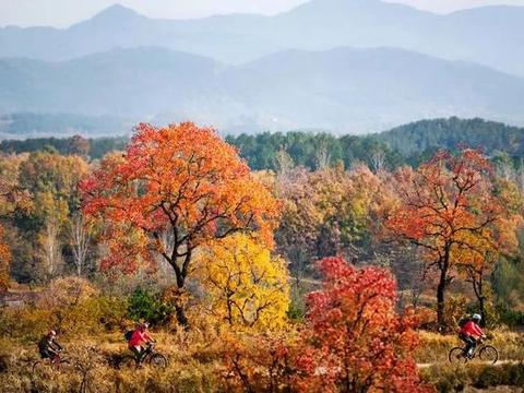 湖北大悟寻秋，嫣红烂漫的乌桕叶是秋天最为亮丽的风景线！
