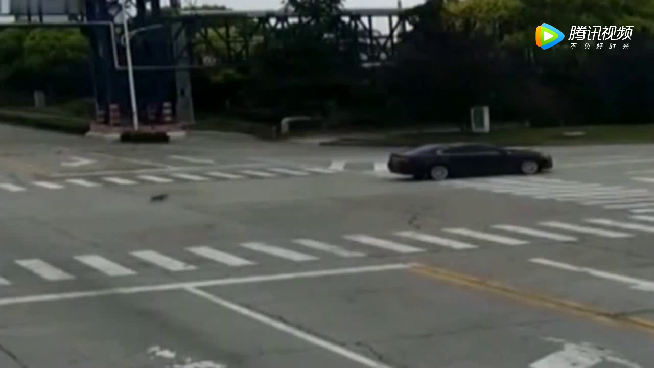 女子骑电动车被撞倒，忠犬狂追肇事司机，忠心护主！