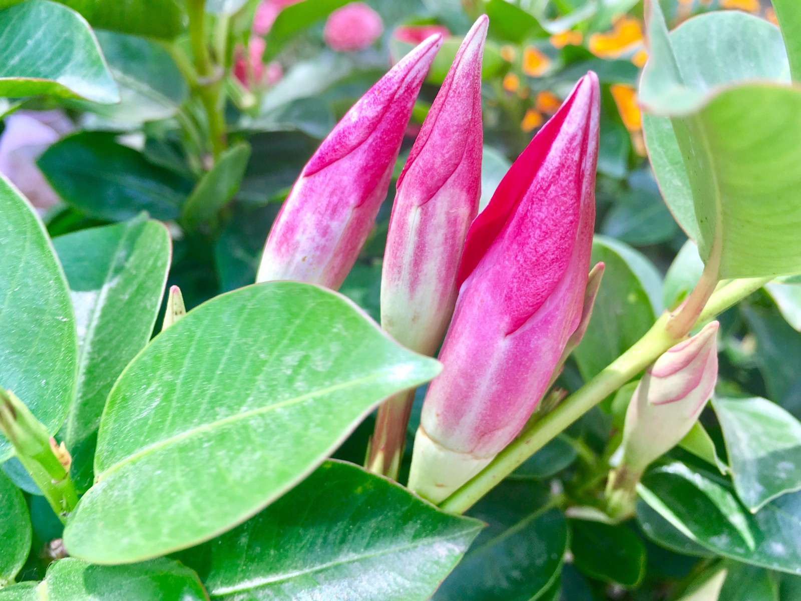 飘香藤(别名:双线藤、红文藤、红皱皮藤)