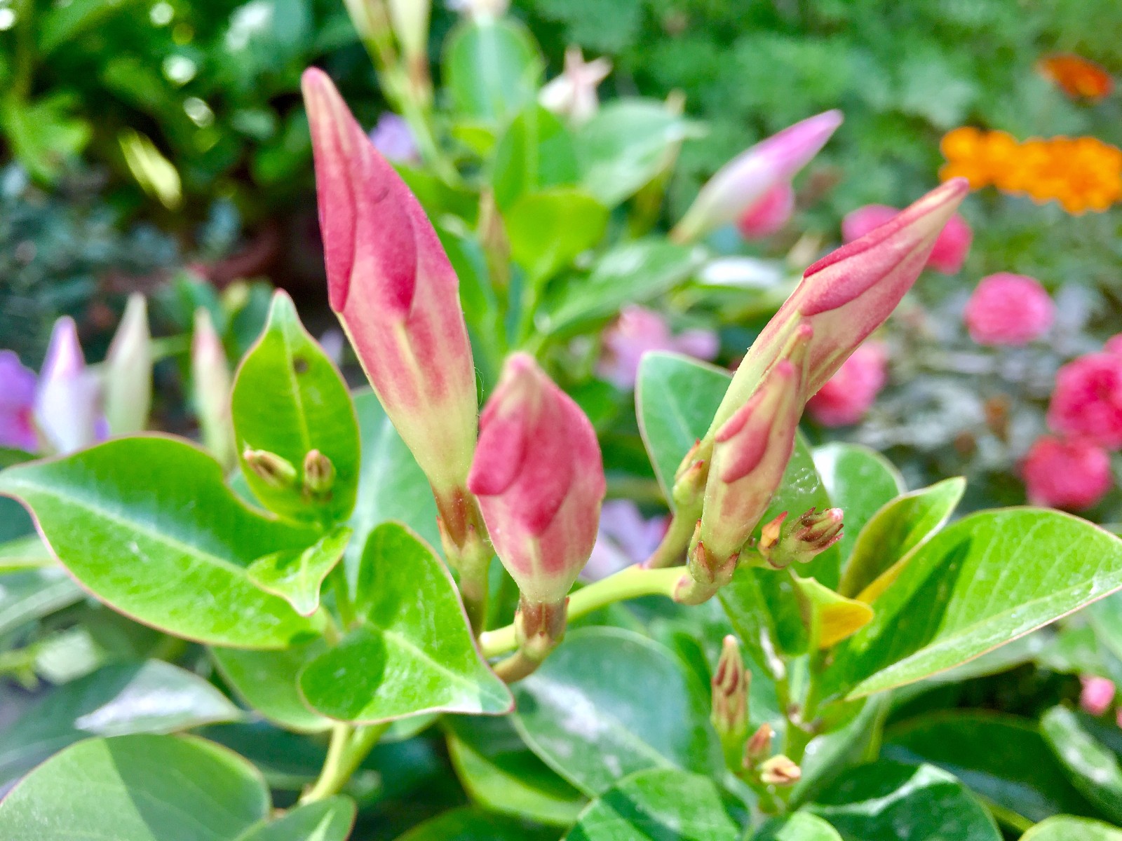 飘香藤(别名:双线藤、红文藤、红皱皮藤)