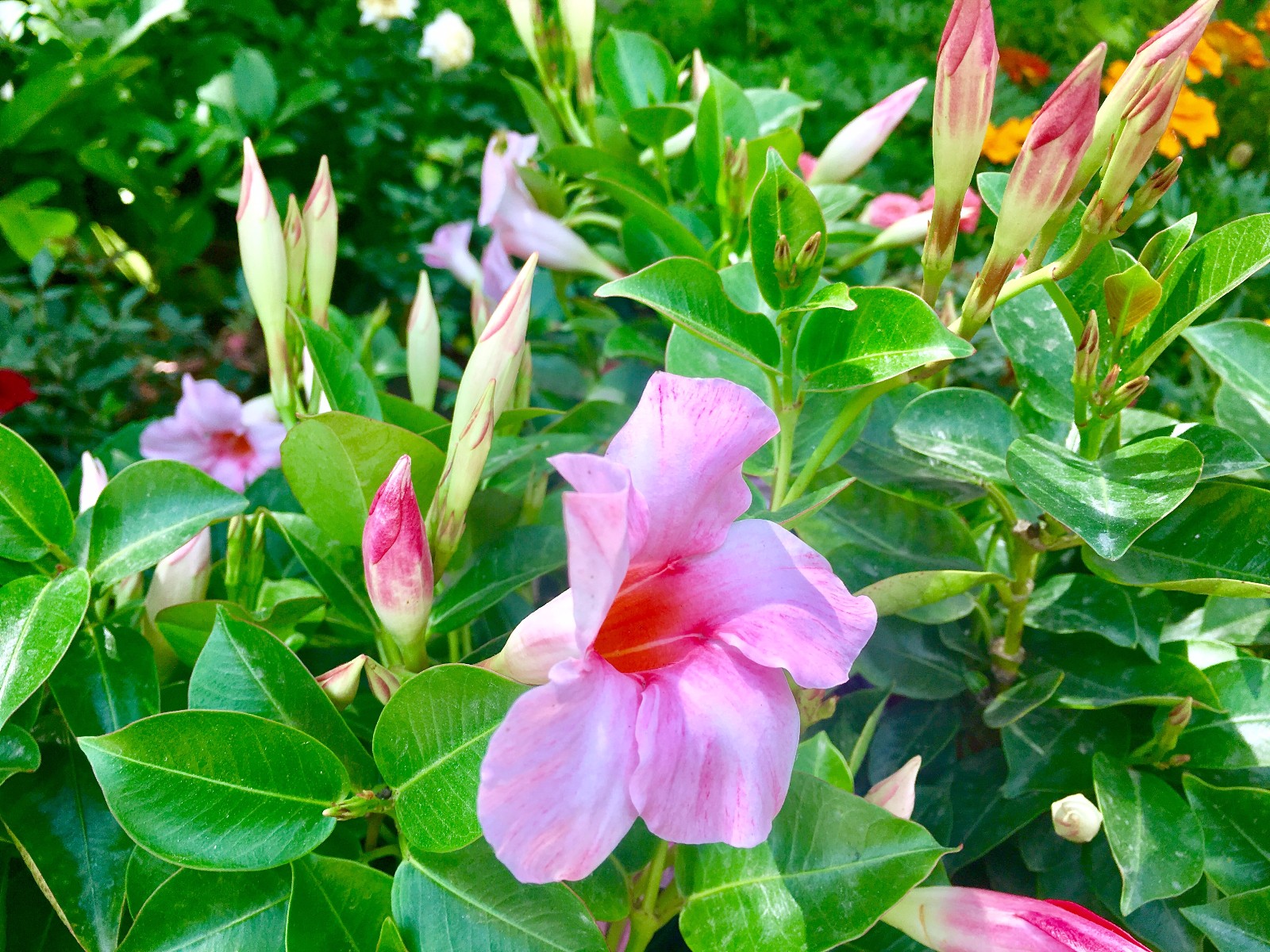 飘香藤(别名:双线藤、红文藤、红皱皮藤)