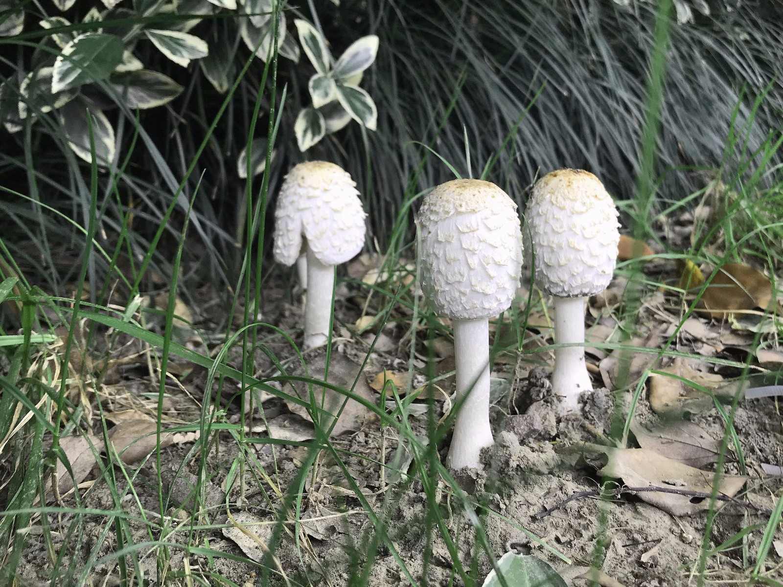 野外的野蘑菇不懂的不可轻食 是否有毒 - 图看 - 大河图易学