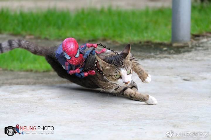 小蜘蛛和猫狗座驾们,一股浓浓装x大片感|猫狗|蜘蛛|座驾_新浪新闻