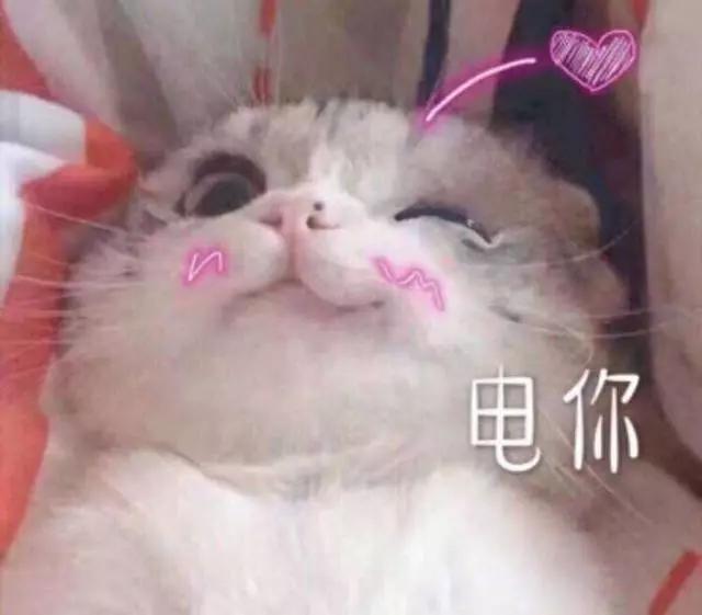 17张最热门猫咪表情包,第一张很高冷,最后一张萌化了少女心!