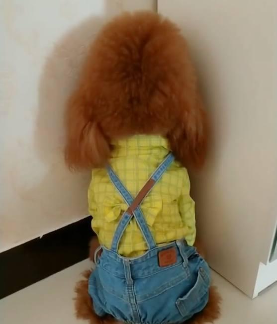 泰迪:本汪凭本事找到吃的,凭什么惩罚我