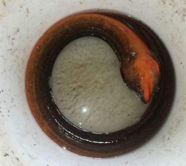 这七大物种在日本泛滥成灾,杀一只给1万也无法