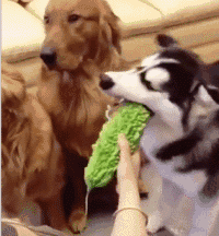 主人吃东西中毒之后,狗狗会有什么反应?