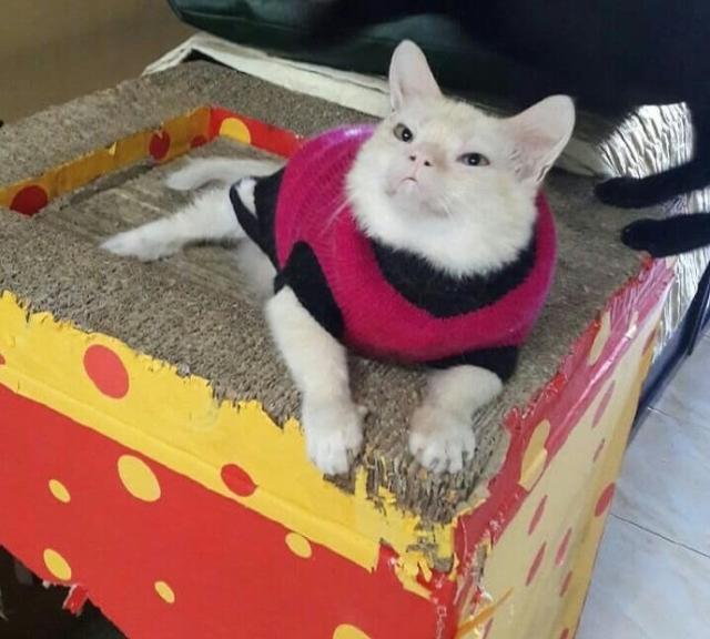 养一只特别丑的猫是怎样的体验?网友:丑猫知道