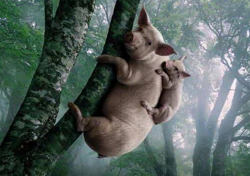 搞笑图片幽默段子:哈哈哈,不一样的西红柿炒鸡