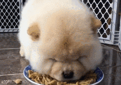 吃东西的速度也真是够快的,吧唧嘴太可爱了!