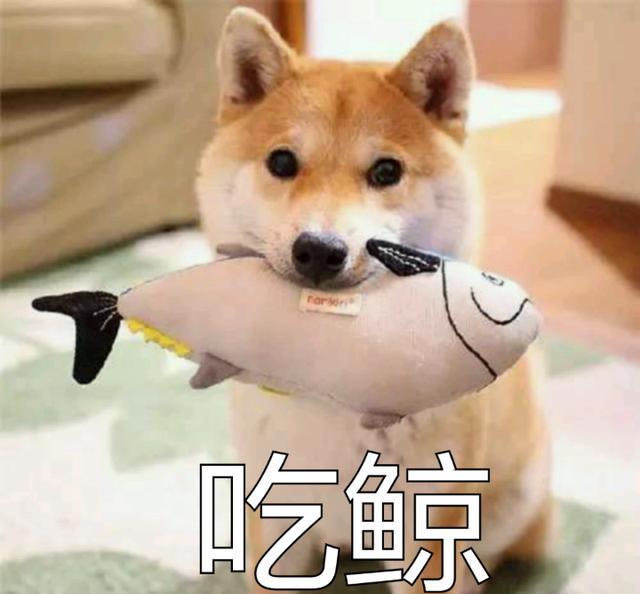 柴犬表情包:你再捏我脸我和你急