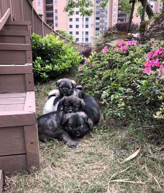 女孩偶遇五只流浪小奶狗 在原地苦等三小时 把狗妈妈一起领回了家