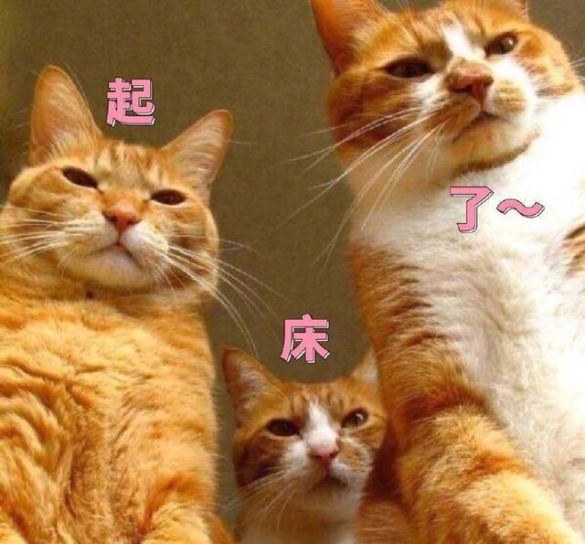 早上好,你的猫比你醒的早系列!喵:起床了吗?