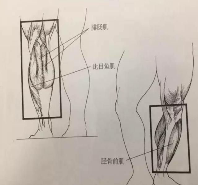 比目鱼肌:说完大腿聊小腿