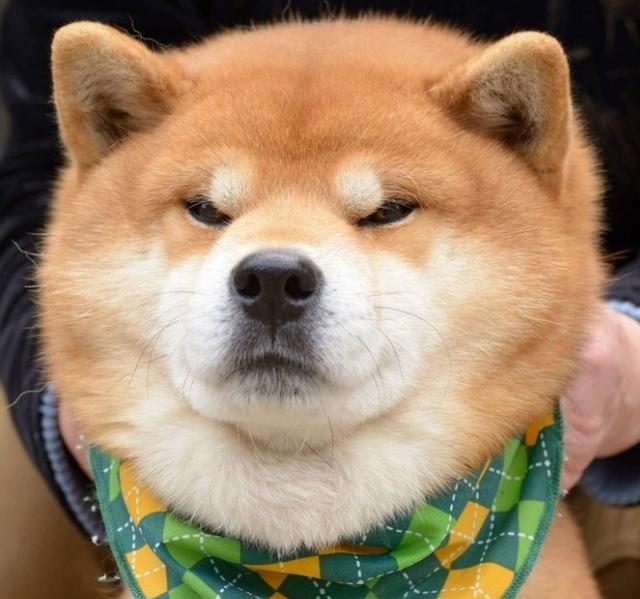 最强表情帝诞生?柴犬不愧是网红犬,戏精学院毕业的吧
