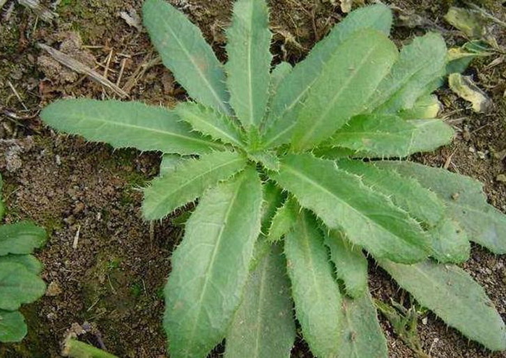 农村这4种常见的野草,也是很好的中药,关键时刻或许能