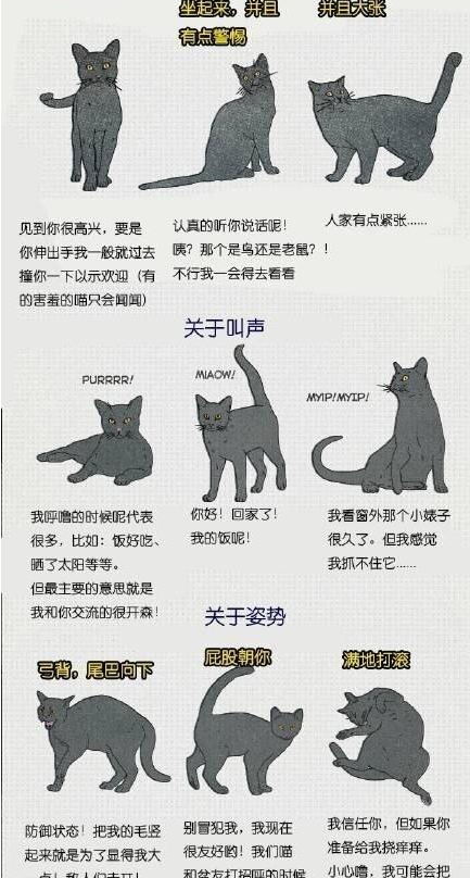 你知道猫咪做这些动作的含义吗?不同的姿势代表不同的
