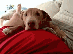 壁纸 动物 狗 狗狗 254_190 gif 动态图 动图