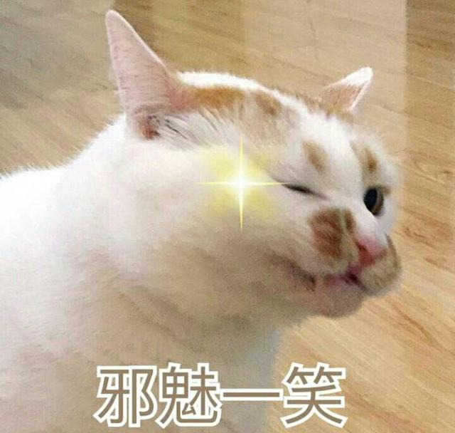 再丑的猫咪也有春天,这只肥猫的表情包绝了