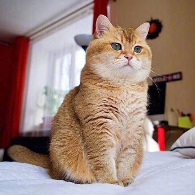 这只颜值逆天的英短金渐层又出现了,不过它也越来越胖了……