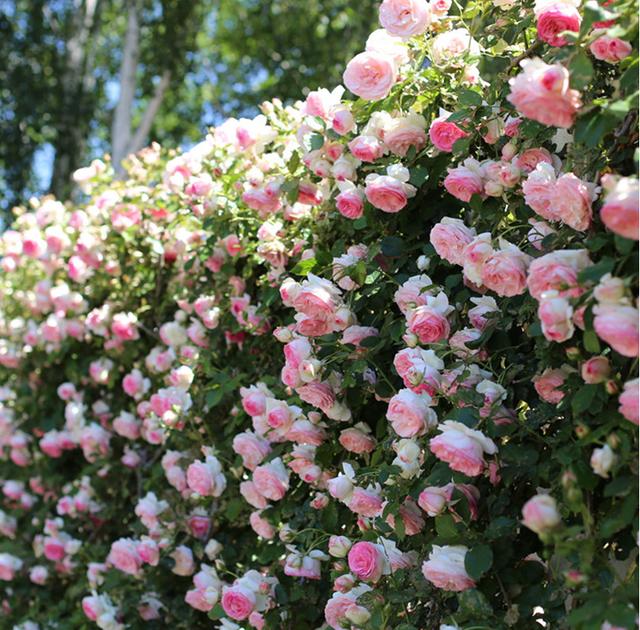 别再种爬山虎了,现在城里人都种“爬墙的月季”,一棵爬一整墙