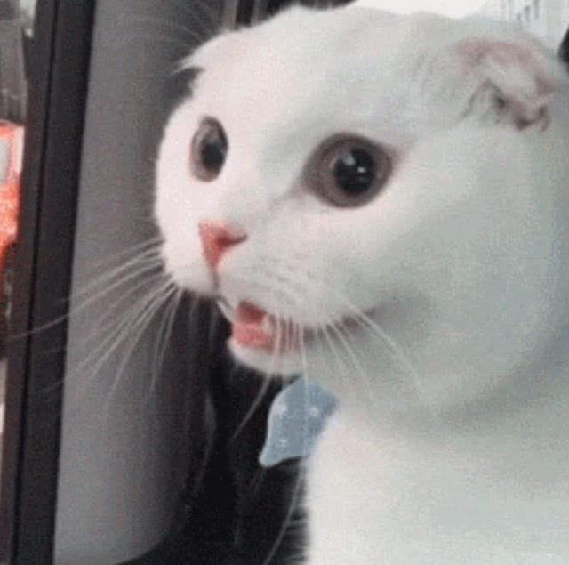 猫咪第一次坐豪车,愣是兴奋成了傻子,主人:没见过世面